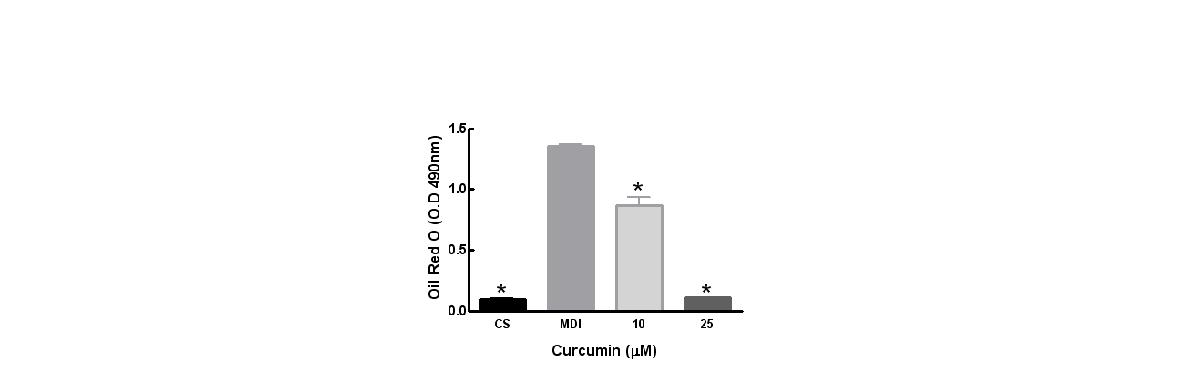 Stained intracellular droplets were eluted and quantified.