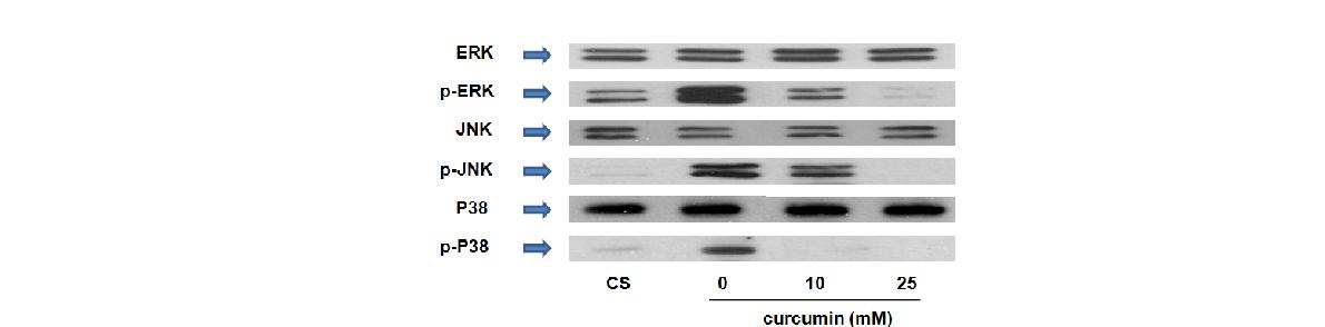 Anti-adipogenesis effect of curcumin was mediated by dephosphorylation of MAPKs.