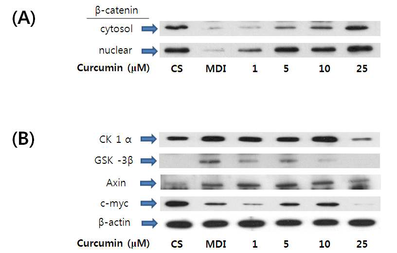 Curcumin induced β-catenin translocation and upregulated Wnt/β-catenin signaling pathway.