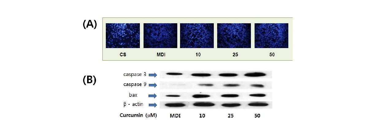 Effect of curcumin on adipocyte apoptosis. Apoptotic cells were stained with DAPI (A) and the expressions of apoptosis-related factors were shown (B).