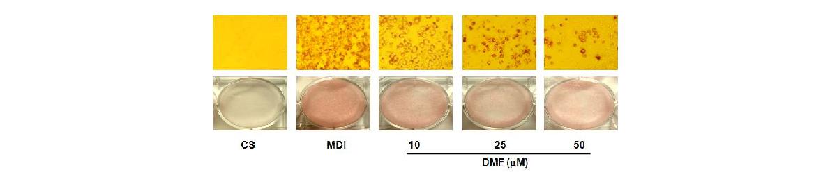 Anti-adipogenic effect of DMF.