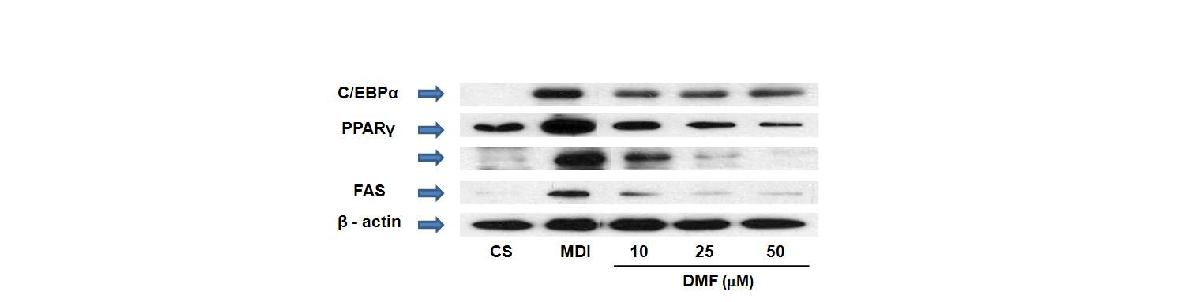 Downregulated expressions of adipogenesis related transcription factors and enzymes by DMF.