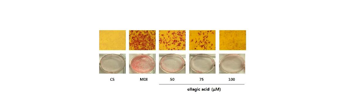 Anti-adipogenic effect of ellagic acid. Differentiated 3T3-L1 cells were stained with Oil red O.