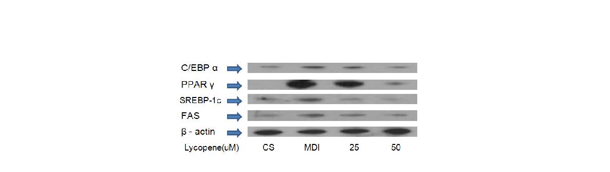 Anti-adipogenic effect of lycopene. Differentiated 3T3-L1 cells were stained with Oil red O and western blotting.