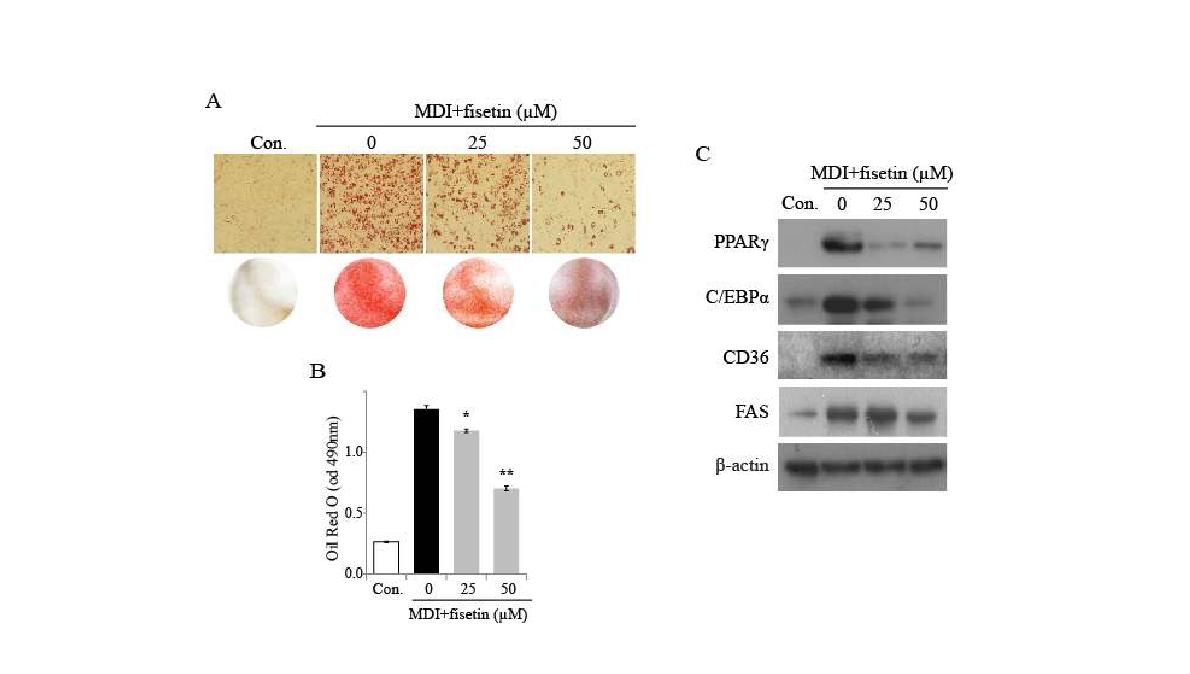 Effect of fisetin on 3T3 L1 adipocyte differentiation