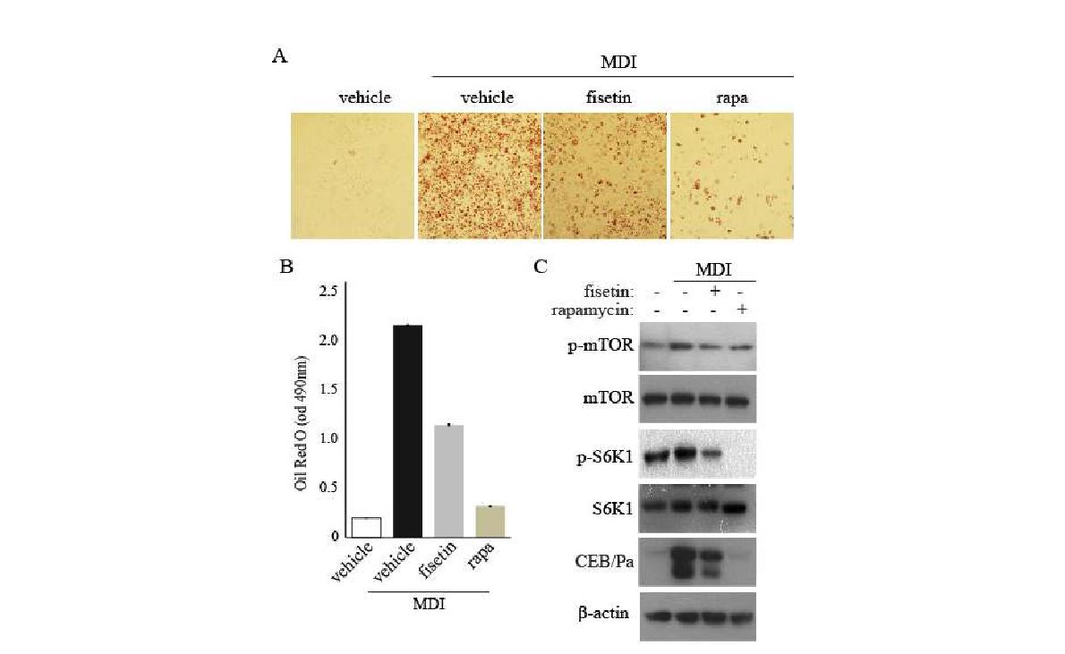 Effect of fisetin on mTOR activity in adipocyte