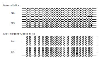 Scd1 methylation pattern