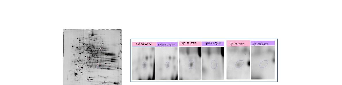 Inter-correlated proteins significantly decreased by gingerol