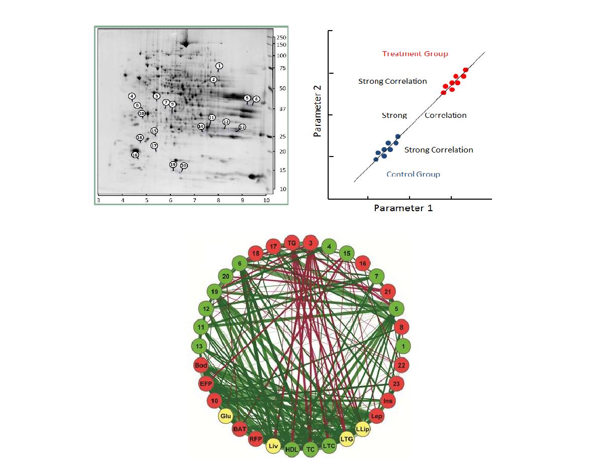 Proteins network analysis influenced by dietary zerumbone