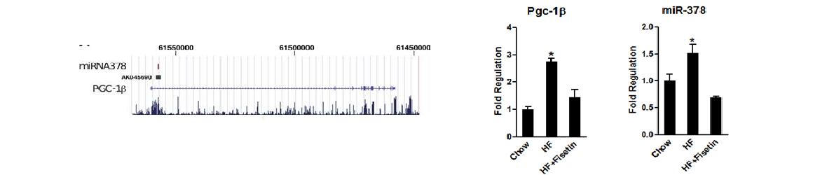 Effect of fisetin on gene expression pattern of miR-378 and PGC-1β