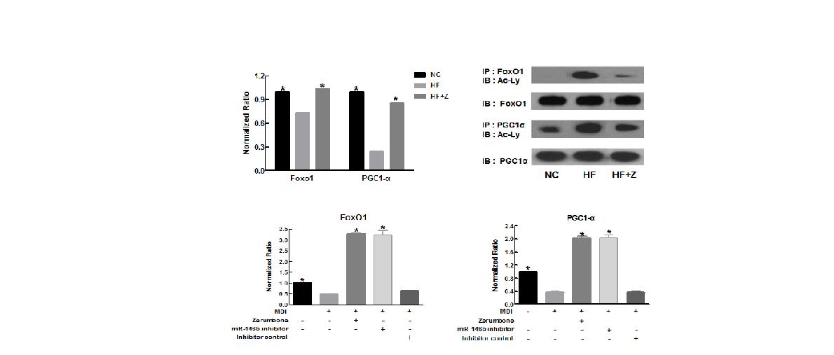 Effect of zerumbone on Foxo-1 and PGC1 alpha