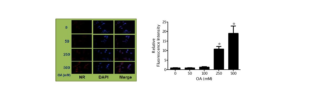 Lipid accumulation by OA in Hepa 1-6 cell.