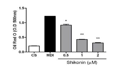 Effect of shikonin on adipocyte differentiation