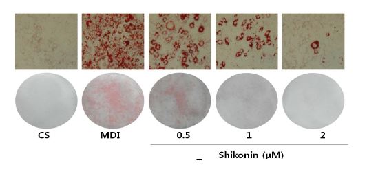 Effect of shikonin on adipocyte differentiation(Oil Red O staining).