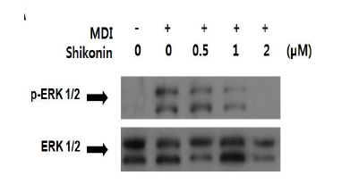 The inhibitory effect of shikonin on ERK 1/2 phosphorylation in 3T3-L1 adipocytes.