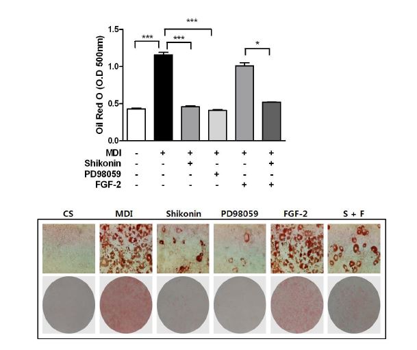 Effects of shikonin, the ERK inhibitor, PD98059 and ERK activator, FGF-2on adipocyte differentiation.