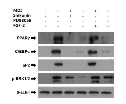 Effect of shikonin, the ERK inhibitor PD98059 and ERK activator FGF-2 on adipogenic protein expression.