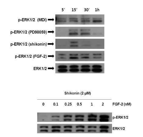 The effect of shikonin on the ERK pathway during early adipogenesis.