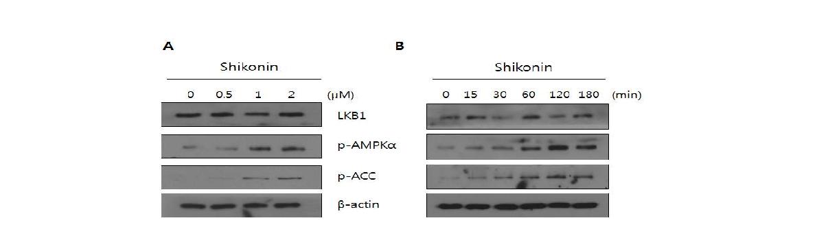 Effect of shikonin on AMPK phosphorylation