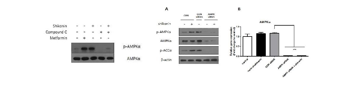 Effect of shikonin on AMPK phosphorylation in cell with AMPK siRNA
