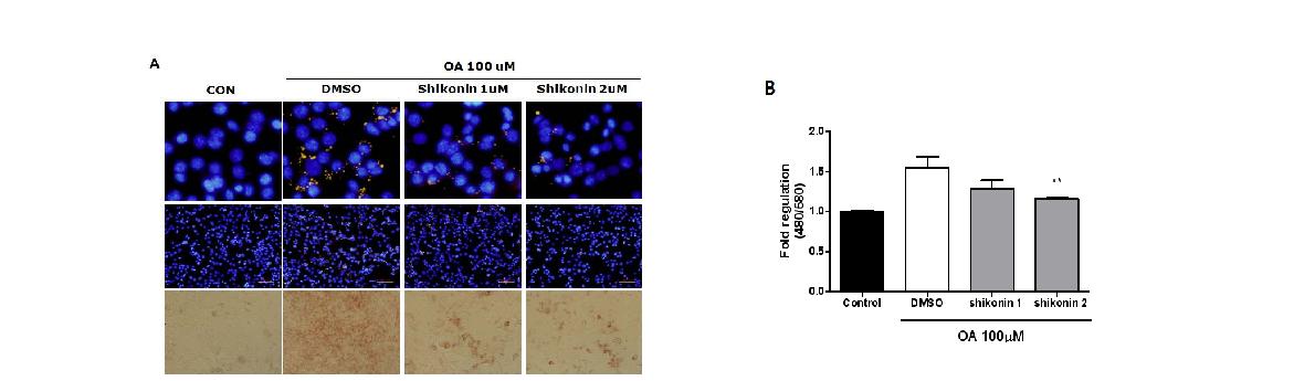 Effect of shikonin on fat accumulation of hepatocyte