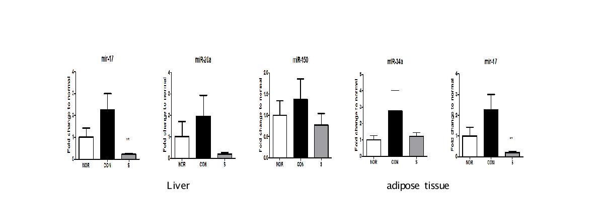 Effect of shikonin on miRNA expression