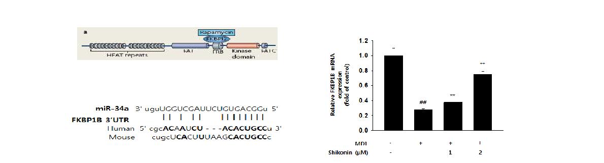 Effect of shikonin on FKBP1B expression in 3T3L1 cells