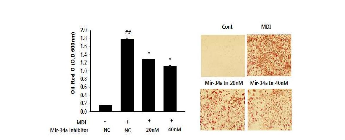 Effect of mir-34a inhibitor on lipid accumulation in 3T3L1 cells