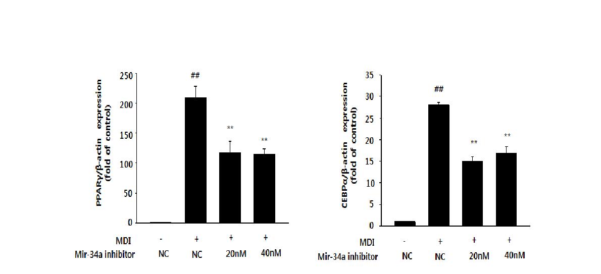 Effect of mir-34a inhibitor on mRNA expression of PPARγand C/EBPα