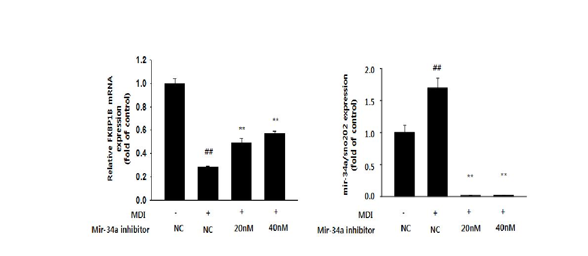 Effect of mir-34a inhibitor on FKBP1B mRNA expression