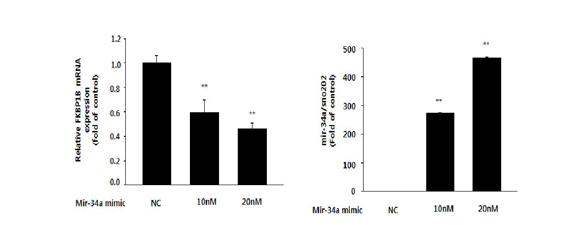 Effect of mir-34a mimic on mRNA expression of FKBP1B