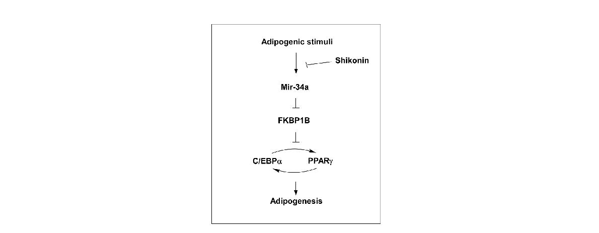 Proposed mechanisms of the anti-adipogenic effect of shikonin