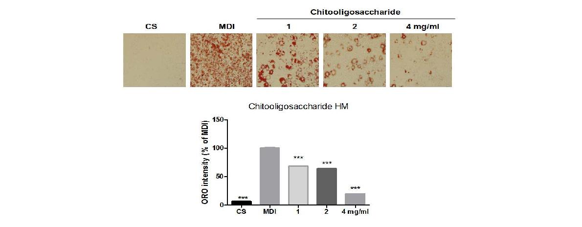 The effect of chitooligo saccharide on adipocyte differentiation.