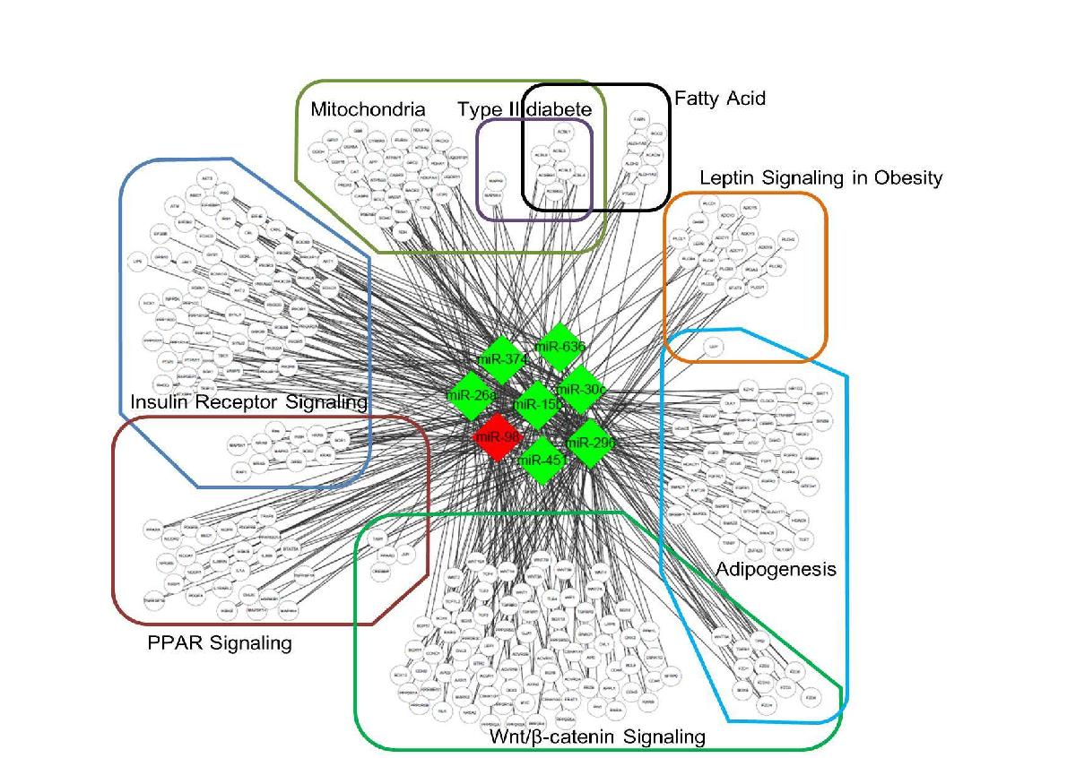 Obesity-related miRNA-mRNA network