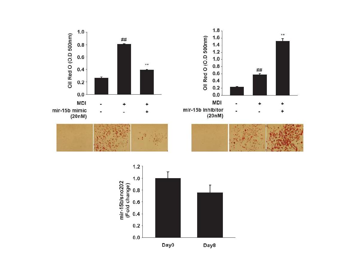 Effects of mir-15b mimic and inhibitor on MDI-induced adipogenesis