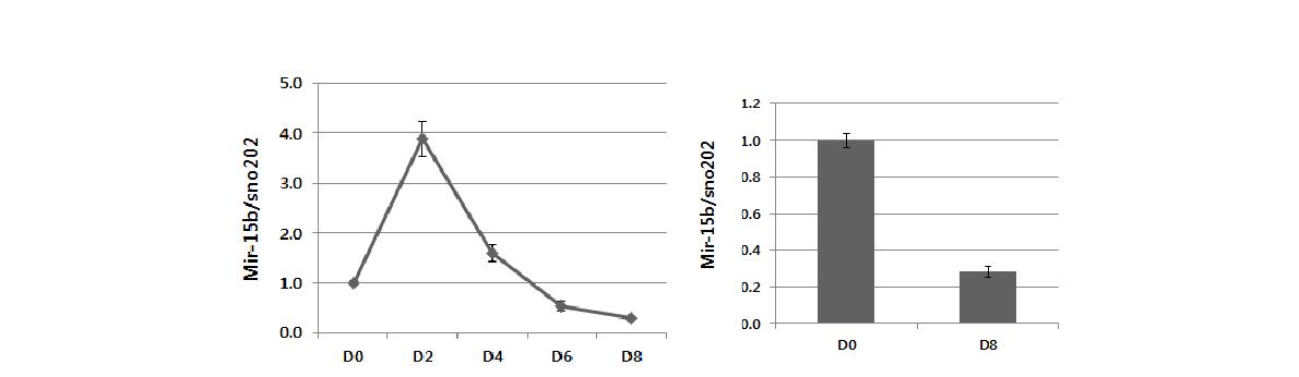 Mir-15b expression during adipocyte differentiation