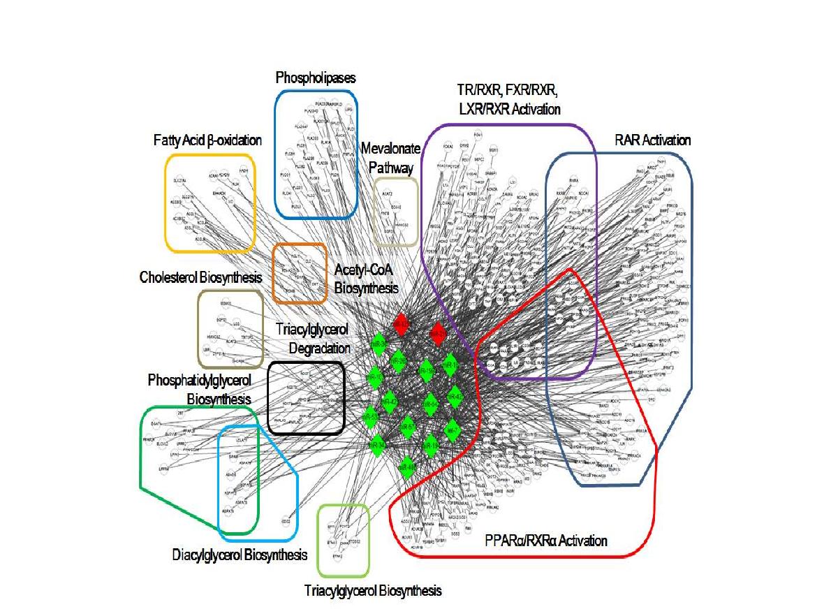 Hyperlipidemia related miRNA-mRNA network