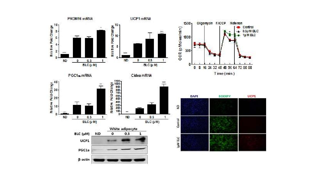 BLC increases expression of brown adipocyte specific genes in the white adipocyte differentiated from SVF.