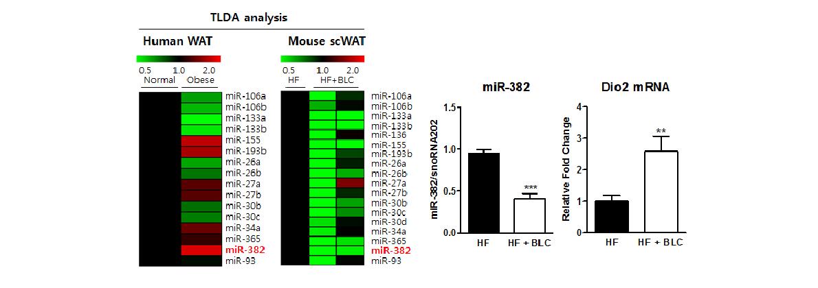 miR-382 is one of the brown fat specific miRNA and BLC suppresses the expression of miR-382.