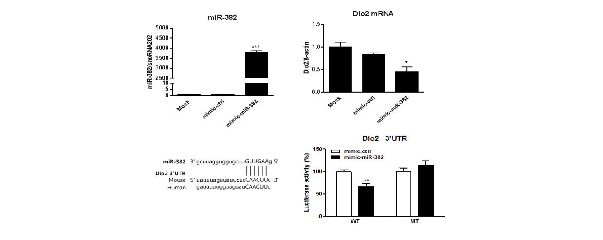 BLC upregulates the expression of Dio2 as a direct target of miR-382.