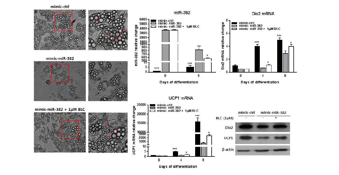 BLC recovered miR-382 induced depressed differentiation into beige adipocyte