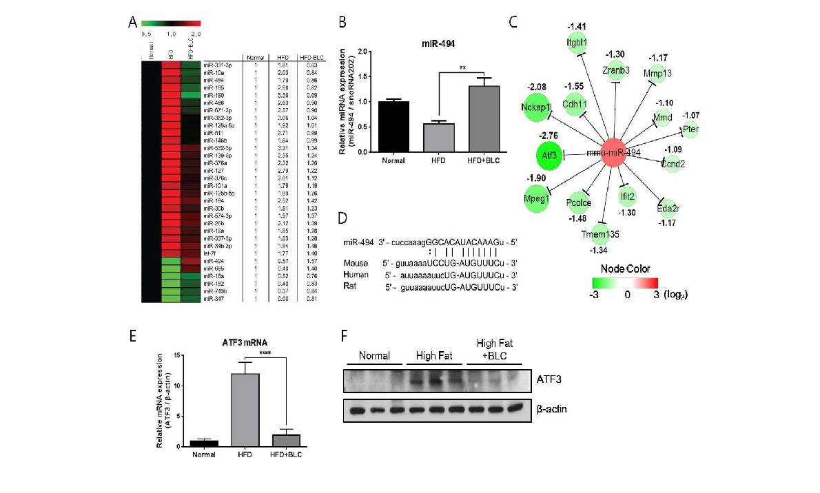 Effect of BLC on the expression of miR-494 and ATF3