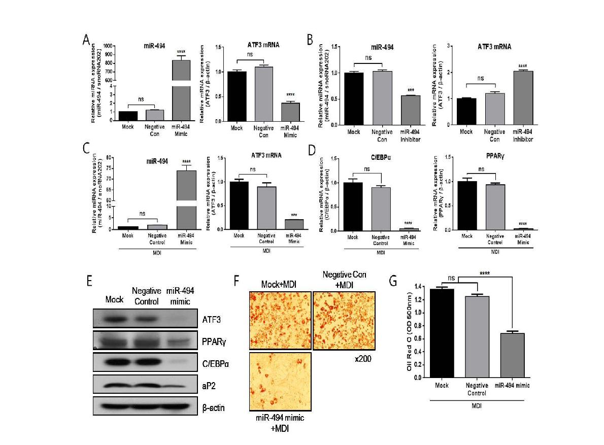 miR-494 regulates adipogenesis in 3T3-L1 cells.