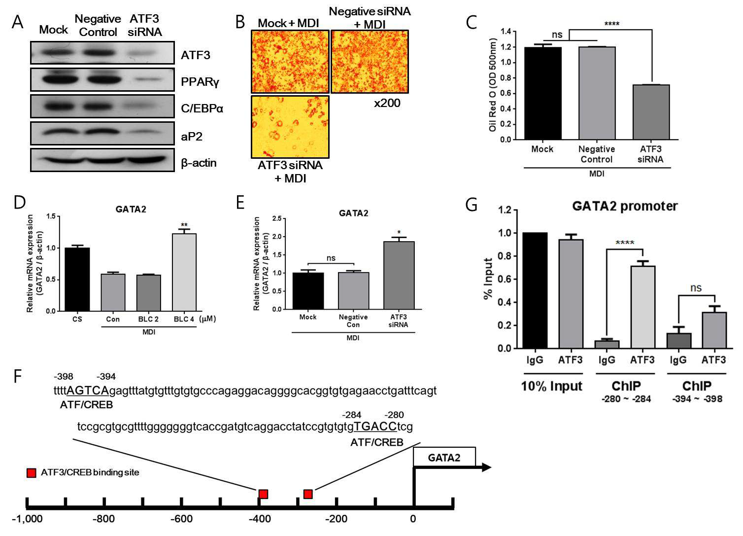 ATF3 induces adipogenesis via inhibition of GATA2 in 3T3-L1 cells.