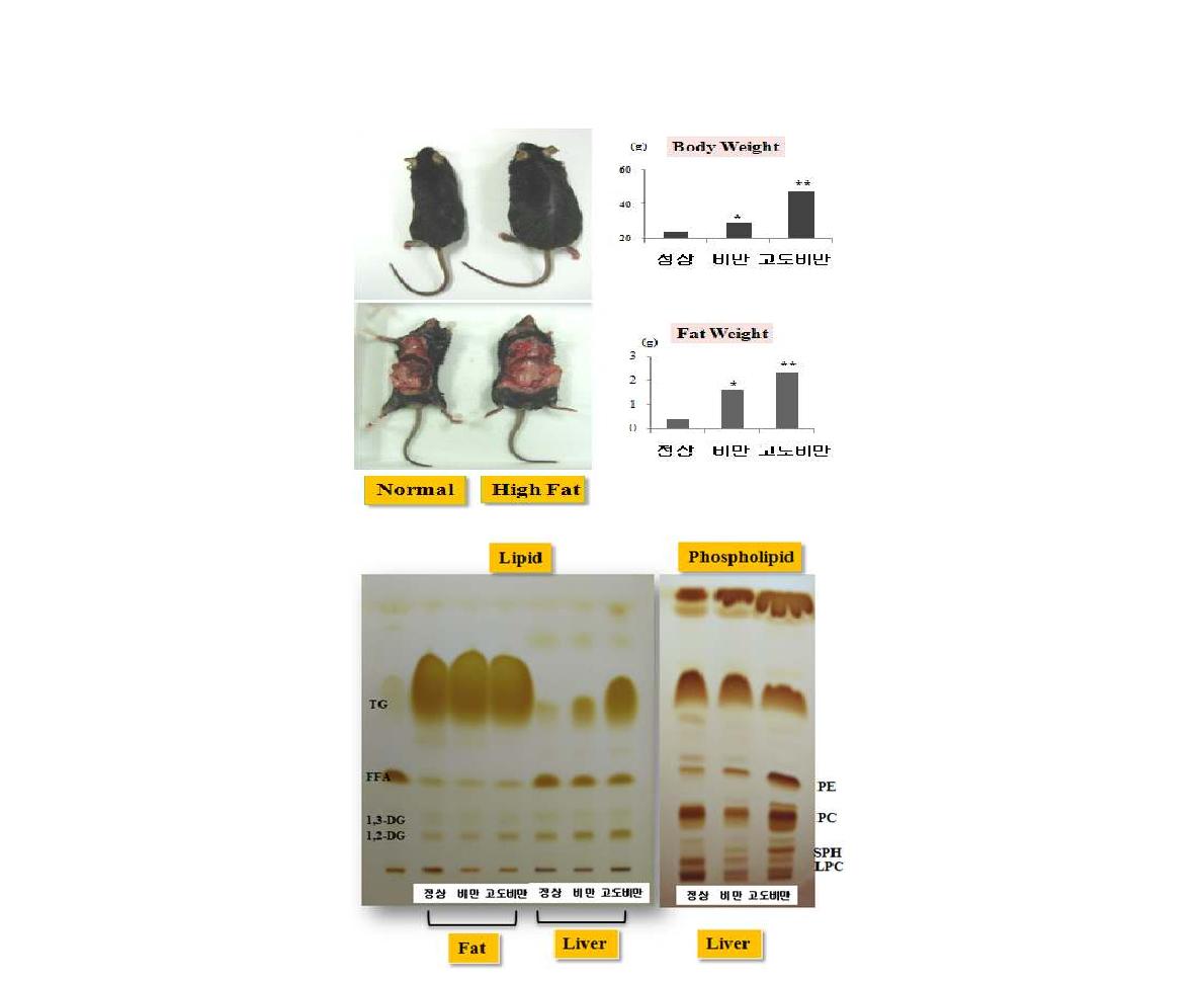 고지방식이를 통해 유도한 비만쥐의 HPTLC lipid profiles