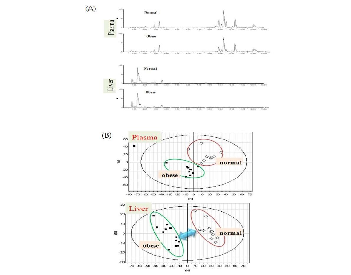 고지방식이 비만 mouse와 정상 mouse의 plasma와 간조직 대사체의 UPLS-Q-TOF MS profiles(A) 및 PLS-DA score plots(B).