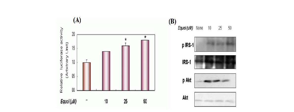 PPAR-gamma 전사활성 및 인슐린 신호전달 분자에 대한 Equol의 효과