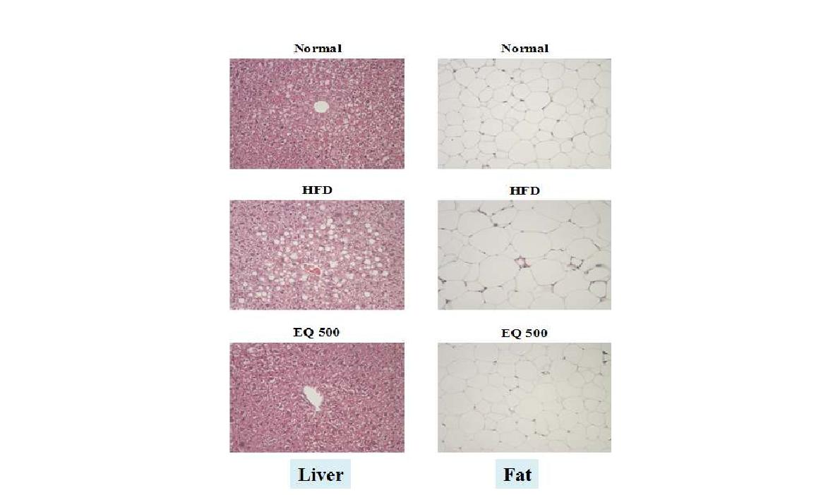간조직의 지방 축적과 지방세포 성장 억제에 미치는 equol의 영향