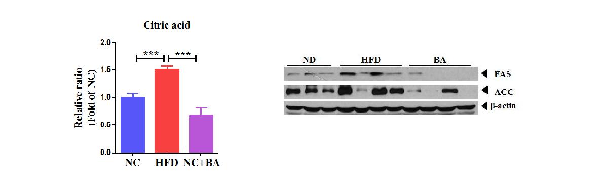 지방산 합성경로 관련 대사체 및 관련 단백질과 BA 급여에 의한 조절 기능