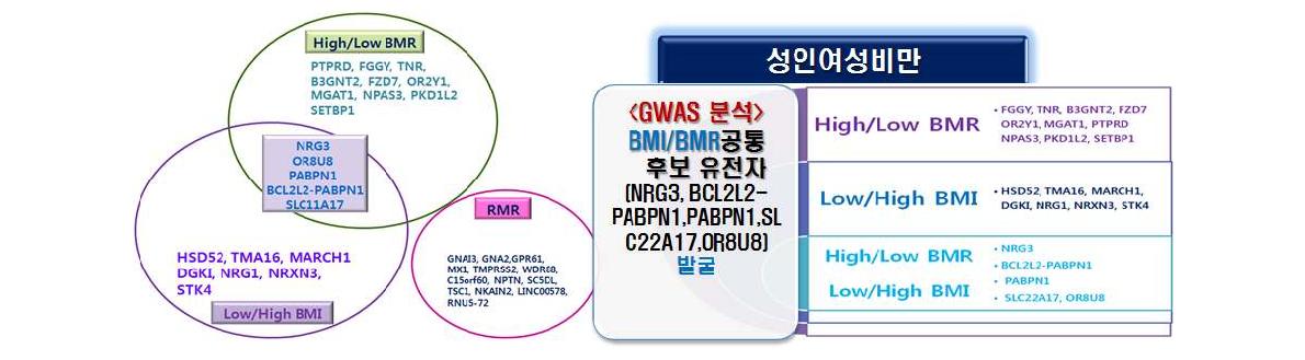 GWAS 분석을 통한 BMI, BMR 공통 후보 유전자